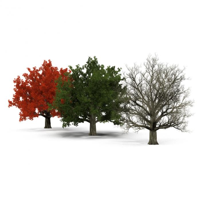 3D model Red Oak Old Tree Set